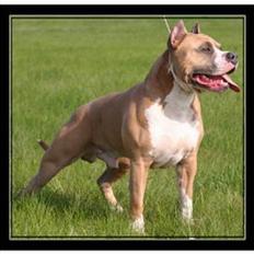 Amerikansk staffordshire terrier Dzejro