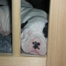 Amerikansk bulldog Hercules