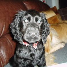 Cocker spaniel Lady