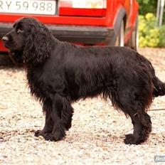 Cocker spaniel Lady