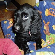 Cocker spaniel Lady