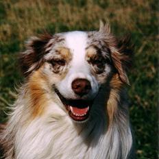 Australian shepherd Siggi Meldgaard