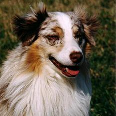 Australian shepherd Siggi Meldgaard