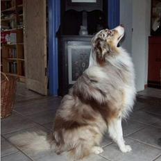 Australian shepherd Siggi Meldgaard