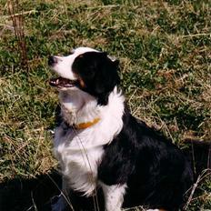 Australian shepherd Meldgaard's Emely