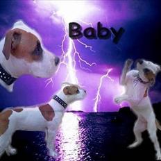 Amerikansk staffordshire terrier Baby