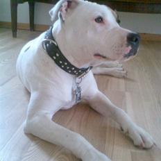 Amerikansk staffordshire terrier Baby