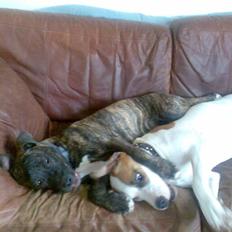 Amerikansk staffordshire terrier Baby