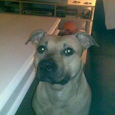 Amerikansk staffordshire terrier Nikita