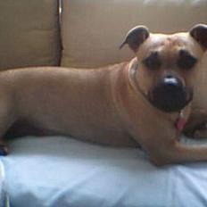 Amerikansk staffordshire terrier Nikita