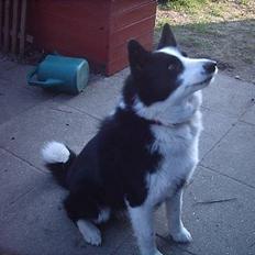 Karelsk bjørnehund Fellow (død 11 dec 2009)