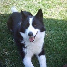 Karelsk bjørnehund Fellow (død 11 dec 2009)