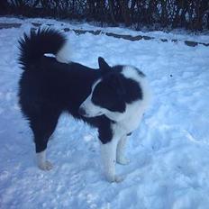 Karelsk bjørnehund Fellow (død 11 dec 2009)