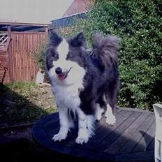 Karelsk bjørnehund Yoda (død 4 januar 2014)