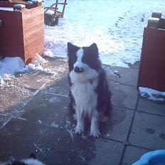 Karelsk bjørnehund Yoda (død 4 januar 2014)