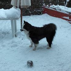 Karelsk bjørnehund Yoda (død 4 januar 2014)