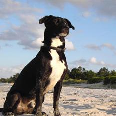 Blanding af racer Noah