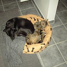 Blanding af racer Noah