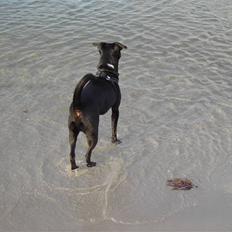 Blanding af racer Noah