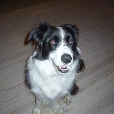 Border collie Frækkert