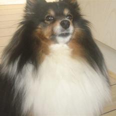 Shetland sheepdog Frida *død*
