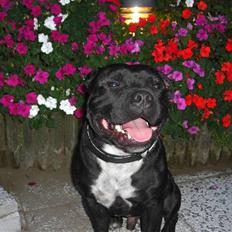 Staffordshire bull terrier Canaveral Port Erin RIP