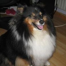 Shetland sheepdog Frida *død*