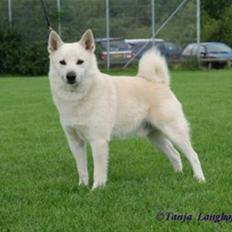 Norsk buhund Chavez (2001-2012)