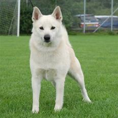 Norsk buhund Chavez (2001-2012)
