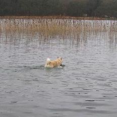 Norsk buhund Chavez (2001-2012)