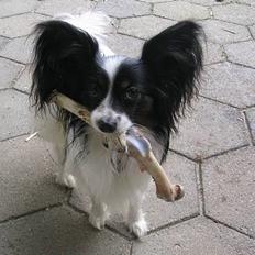 Papillon Toymaker's / Baileys