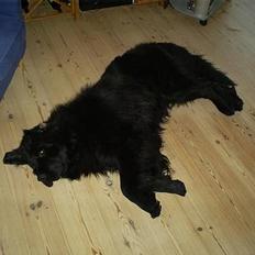 Newfoundlænder Walther