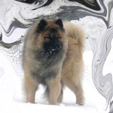 Eurasier Tilo