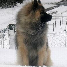 Eurasier Tilo