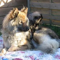 Eurasier Jessica