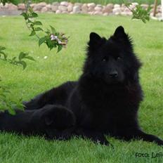 Eurasier Paris