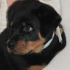 Rottweiler Vom Hause Luna's Bodie
