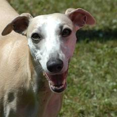 Whippet Frontrunner's Mandi