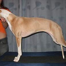 Whippet Frontrunner's Mandi