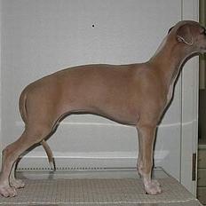 Whippet Frontrunner's Mandi