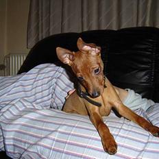 Dvaergpinscher piv