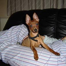 Dvaergpinscher piv
