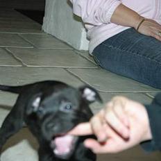 Staffordshire bull terrier Loco