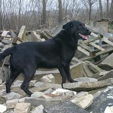 Labrador retriever Silas * R.I.P. *