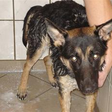 Schæferhund Konya vom Cap Arkona