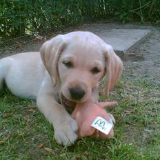 Labrador retriever trille