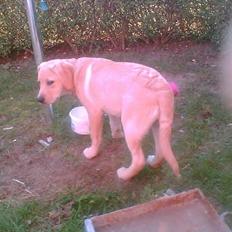 Labrador retriever trille