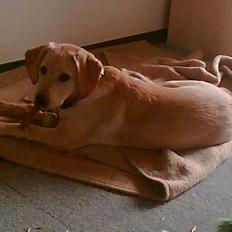 Labrador retriever trille