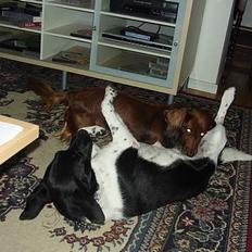 Gravhund Pasja - Fimme:)