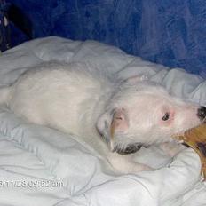 Jack russell terrier frikke